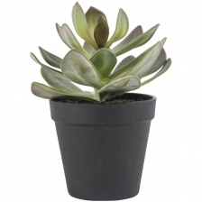 Faux Succulent in Pot by Grand Illusions